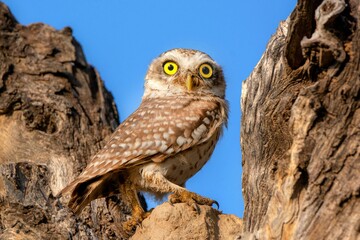 Closeup shot of a spotted owl on a tree during the day