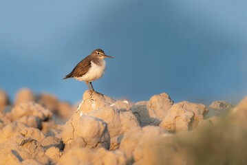 Closeup shot of a common sandpiper on some rocks