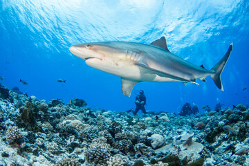 Fototapeta na wymiar Silvertip shark