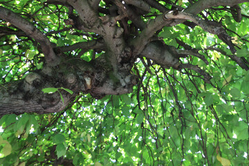 Fototapeta premium thicket green leaves and branches on tree
