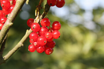 redcurrant vitamin cluster