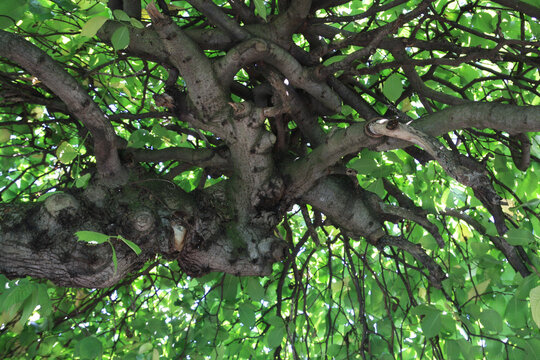 Chaotic Tangled Branches Of Tree