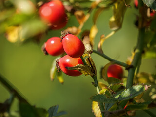 Red rose hips of dog rose. Rosa canina, commonly known as the dog rose, is a variable climbing, wild rose species native to Europe.