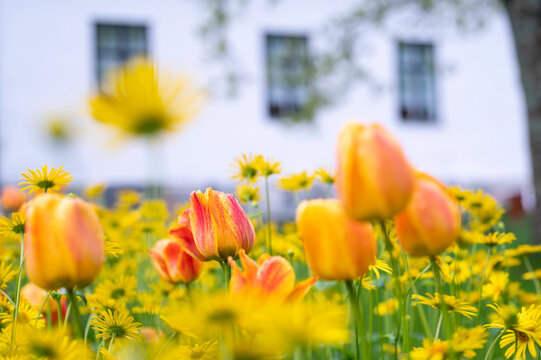 Yellow and red tulips in front of a white house. Finland