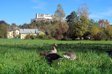 Festung Hohensalzburg von Süden