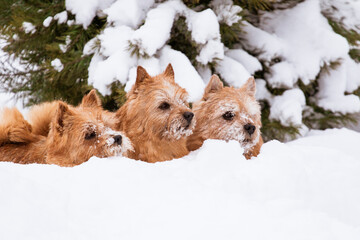 three small dogs under the new year tree in a snowdrift