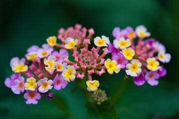 Obraz premium Lantana flowers