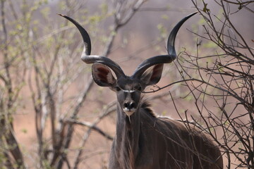 kudu boss in the wild