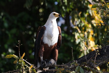 African fish eagle