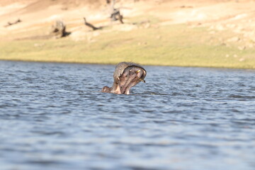hippo yawn in water
