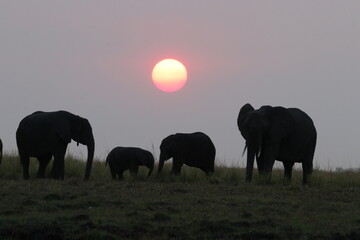 elephants at sunset