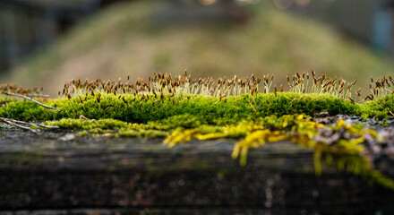 A wooden beam covered with adult moss. Green-brown macro photo.