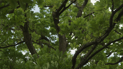 green oak leaves swaying on a wind
