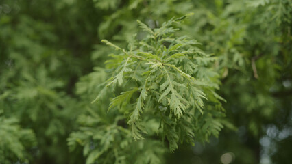green oak leaves swaying on a wind