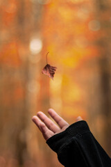 dłoń łapiąca spadający liść