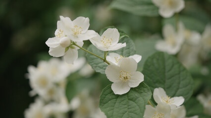 shot of jasmine flowers closeup