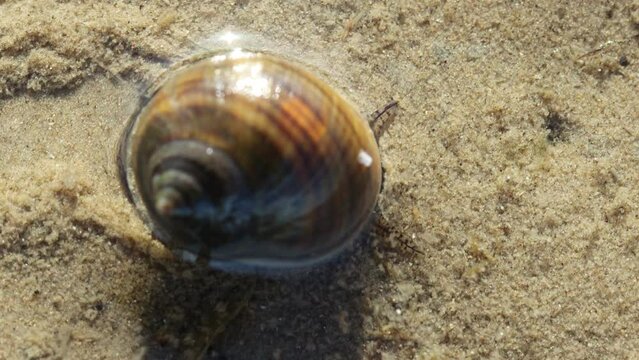 Kriechende Strandschnecke (Littorina littorea) im ostfriesischen Watt
