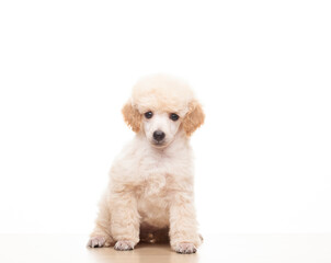 image of dog white background 