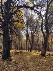 Obraz premium Trees in the forest during summer or autumn. Slovakia