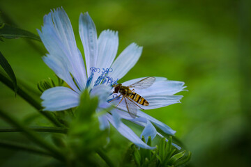 bee on a flower