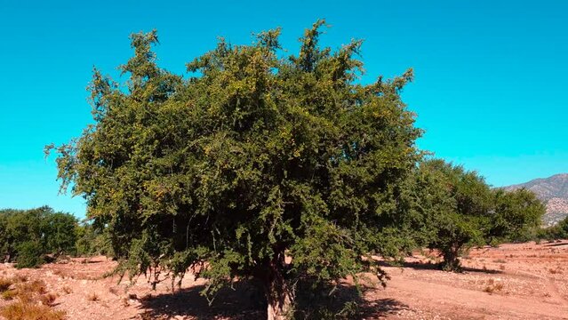 ARGANBAUM in der N&auml;he von Agadir