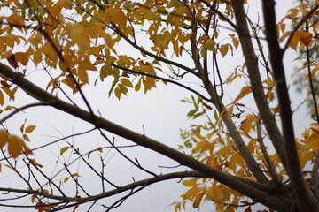 autumn leaves against sky
