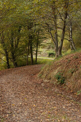 Autumn landscape in the park