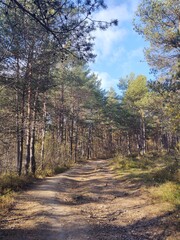 Trees in the forest during summer or autumn. Slovakia
