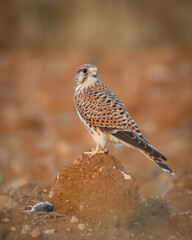 red tailed hawk
