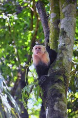 Black White faced monkey in tropical forest. White-faced capuchin. Wildlife scene in Costa Rica. Central America.