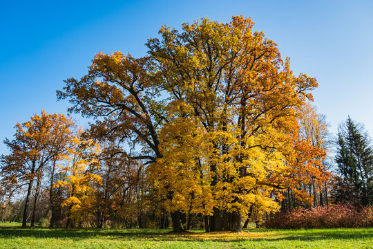Giant oak tree in autumn park with yellow leaves in sunny weather