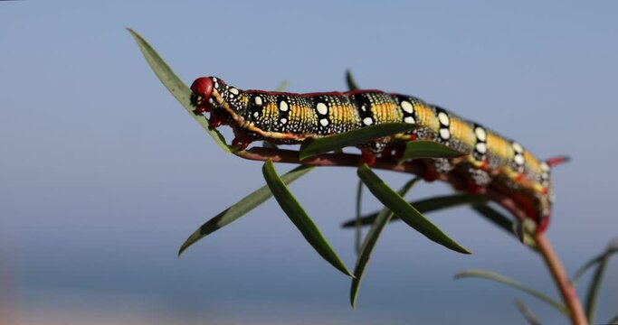 Spurge hawkmoth, Hyles euphorbiae, colourful and toxic caterpillar.
