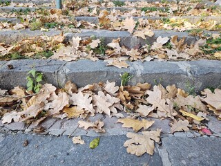 Autumn colorful leaves on the ground and on the trees. Slovakia