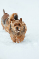 dogs walking outdoor in snow in winter time