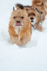 dogs walking outdoor in snow in winter time