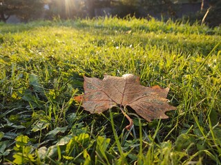 Autumn colorful leaves on the ground and on the trees. Slovakia