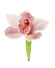 Fototapeta na wymiar Pink orchid isolated on white background with clipping path