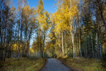 Obraz premium Road through yellow trees. Bright sunny day in the autumn forest.