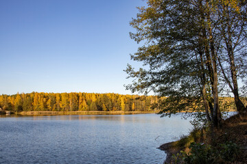 Fototapeta premium Autumn landscape by the river. The evening sun illuminates the yellow trees near the pond. The blue sky is reflected in the water.