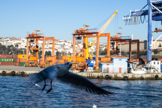Istanbul Seagull, Istanbul Seagull looking towards the frame. Selective Focus