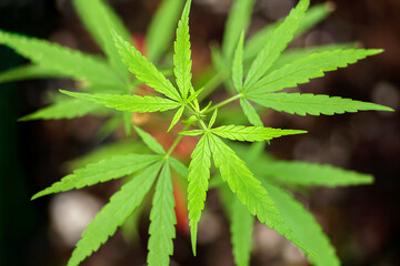 Cannabis leaves, cannabis sativa planting, Green fresh marijuana leaves pattern.            