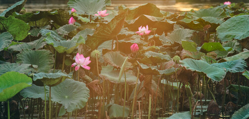 Pink lotus and lotus's leaves on the river