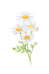 Bouquet of daisy flowers, white flowers, buds, green leaves, stems. Watercolor hand drawn illustration, isolated on white background.