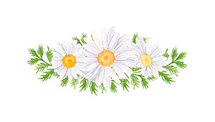 Daisy watercolor arrangement. Hand drawn illustration, isolated on white background. Wildflowers arrangement for wedding invitations and greeting cards.
