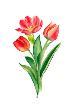 Tulips bouquet. Watercolor illustration, isolated on white background. For decoration and design of printing, cards, fabrics, textiles, holidays, paper and scrapbook.