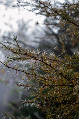 Spruce branches wrapped in cobwebs in dew drops illuminated by the sun through thick fog