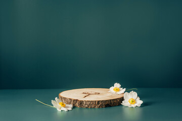 Wood podium saw cut of tree decorated woth white flowers on dark teal background. Concept scene...