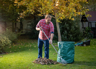 Man collecting leaves with rake into big bag - obrazy, fototapety, plakaty