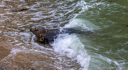 Obraz premium Grey seals on the beach and rocks. Penrhyn Bay, Irish Sea in Wales