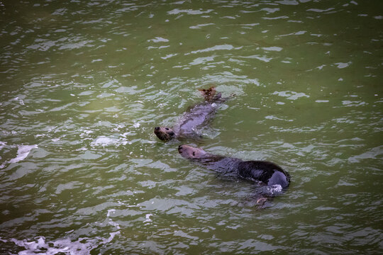 Grey seals on the beach and rocks. Penrhyn Bay, Irish Sea in Wales